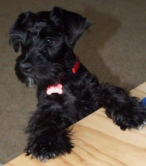 Black Mini Schnauzer, Black Schnauzer, Schnauzer Grooming, Smaller Homes, Mini Schnauzer Puppies, Mini Schnauzers, Mia Bella, Miniature Schnauzer Puppies, Miniature Schnauzers