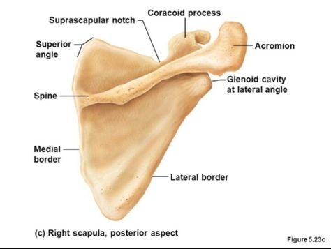 Scapula Human Muscle Anatomy, Physical Therapy Student, Basic Anatomy And Physiology, Biology Facts, Muscle Anatomy, Food Pyramid, Anatomy And Physiology, Human Anatomy, Biology