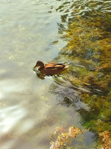 Ducks Aesthetic, Cottage Core Aesthetic, Cottage Core, Ducks, Cottage, Water, Plants