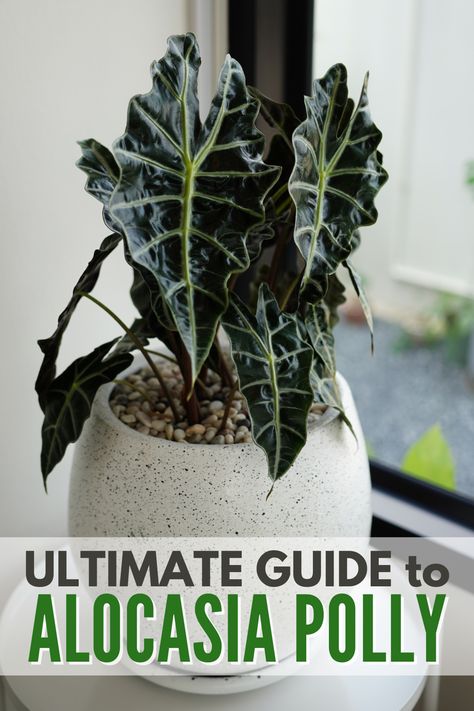 Looking to add the alocasia polly to your own houseplant collection? Read this article for a care guide to help this indoor plant thrive. #alocasiapolly #alocasia #alocasiaamazonica #houseplant #polly Alocasia Polly Plant Care, Alocasia Polly Propagation, Alocasia Amazonica Care, Alocasia Polly Care, Alocasia Plant Care, Houseplant Tips, Alocasia Polly, Houseplant Collection, Natural Antifungal