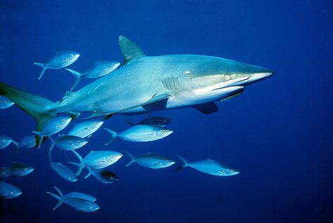 Dusky Shark (Carcharhinus obscurus) Dusky Shark, Shark Conservation, Species Of Sharks, Drawing Help, Bull Shark, Tiger Shark, Weird Fish, Shark Fishing, Blue Planet