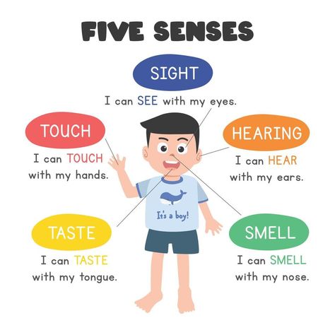 Five Senses Worksheet, Education Poster, After School, Baby Photoshoot, Vector Illustration, Human, Education, Clip Art, Reading