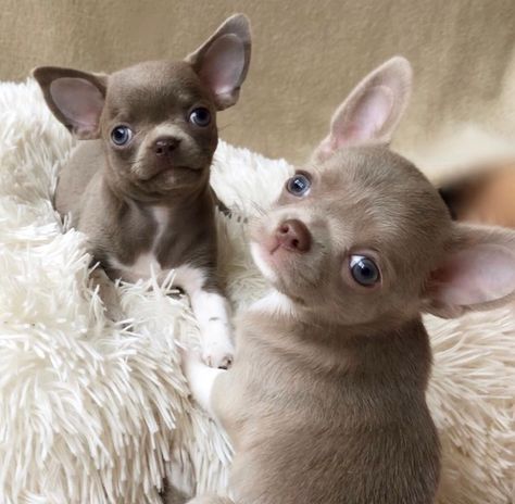 Tea Cup Chihuahua Puppies For Sale | Los Angeles, CA Tea Cup Chihuahua, Chihuahua Pictures, Teacup Chihuahua For Sale, Puppies Photos, Chihuahua For Sale, Micro Teacup Puppies, American Bulldog Puppies, Chihuahua Breeds, Teacup Chihuahua Puppies