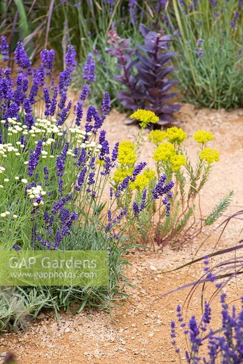 Border planting of Lavandula angustifolia 'Hidcote', Santolina pinnata subsp. neapolitana 'Edward Bowles' and Euphorbia seguieriana subsp. niciciana. Garden: The One Show Garden. RHS Hampton Court Flower Show, July 2014 Euphorbia Seguieriana, Plants Combination, Tiny Yard, Potatoes And Corn, Low Water Landscaping, Hampton Court Flower Show, Lemon Butter Sauce, Plant Photography, Lemon Butter