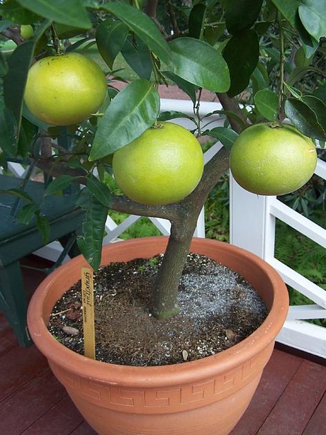 Growing Grapefruit In Containers | Growing Grapefruit From Seed | A Garden Season Guide How To Grow Grapefruit From Seed, Grapefruit Plant, Grapefruit Tree, Bucket Gardening, Non Alcoholic Wine, Growing Fruit, Seasonal Garden, Growing Tree, Health Remedies