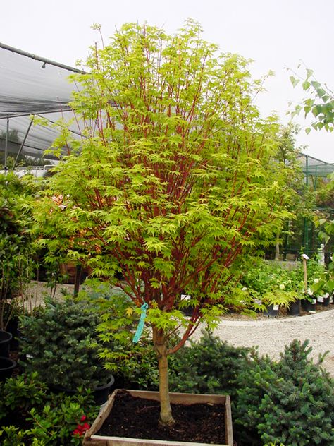 Japanese Maple Tree Care, Japanese Maple Tree Landscape, Acer Garden, Sango Kaku, Maple Tree Landscape, Coral Bark Japanese Maple, Japanese Garden Landscape, Orchard Garden, Diy Garden Trellis