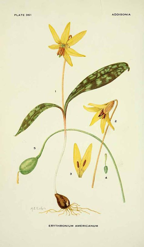 Trout Lily - Erythronium americanum - circa 1926 Botanical Printables, Botany Illustration, Trout Lily, Lilies Drawing, New York Botanical Garden, Botanical Drawing, Illustration Book, Lily Tattoo, Botanical Illustrations