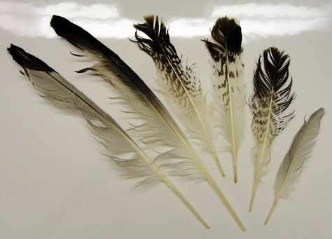 Bones 'n Nature: How to clean and refresh scruffy feathers Diy Dye Clothes, Diy Dream Catcher Tutorial, Horse Hair Tassels, Bone Crafts, Travel Keepsakes, 21 Pilots, Feather Fan, Native American Crafts, Dream Catcher Diy