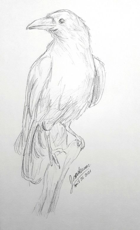 The Raven Drawing, Raven Pencil Sketch, Drawings Of Birds Sketches, Raven Art Reference, Sketch Ideas Animals Easy, Bird Art Sketch, Crow Sketch Easy, How To Draw Raven Birds, Sketch Of Bird