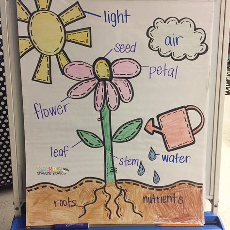 Arts And Crafts Summer, Plant Chart, Plants Life Cycle Activities, Special Education Science, Head Start Classroom, Plants Kindergarten, Plant Lessons, Crafts Summer, Plant Parts