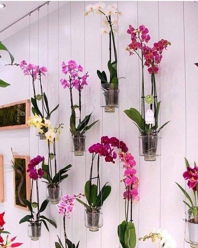 25 Brilliant Orchid Hanging Ideas For Your Wall Garden Diy Orchids, Hanging Orchid, Indoor Orchids, Indoor Plant Wall, Orchid Planters, Hanging Plant Wall, Growing Orchids, Orchids Garden, Orchid Pot