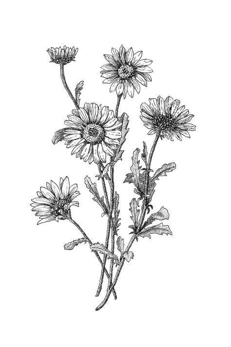 Hand Drawn black and white Daisy digital download Botanical Illustration Tattoo, Botanical Illustration Black And White, Tattoos Black And White, Daisy Printable, Vintage Flower Tattoo, Black And White Daisy, Daisy Drawing, Daisy Botanical, Wildflower Drawing