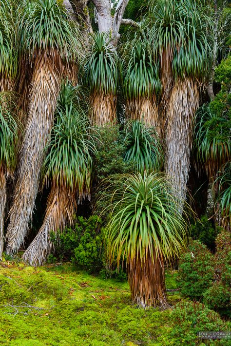 Wet Forest, Tasmania Hobart, Forest Habitat, Art 2024, Bar Art, Design Book, Flora And Fauna, Tasmania, Mountain Landscape