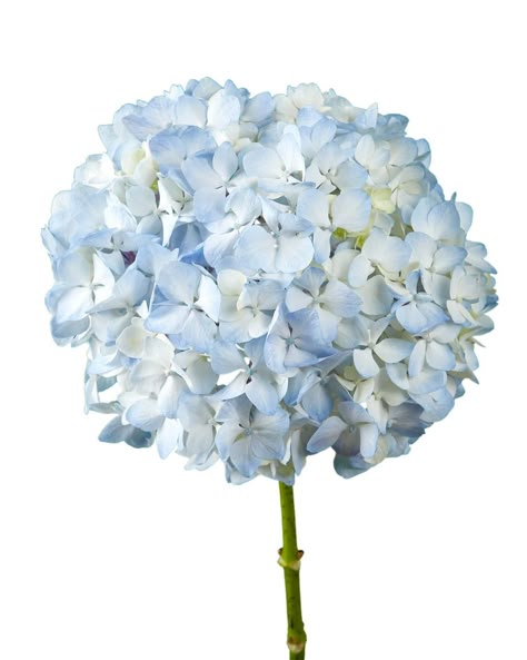 Blue Hydrangeas, Spray Roses, Blue Hydrangea, Wedding Boxes, Delphinium, Calla Lily, Flower Boxes, Peach Pink, Home Decorating