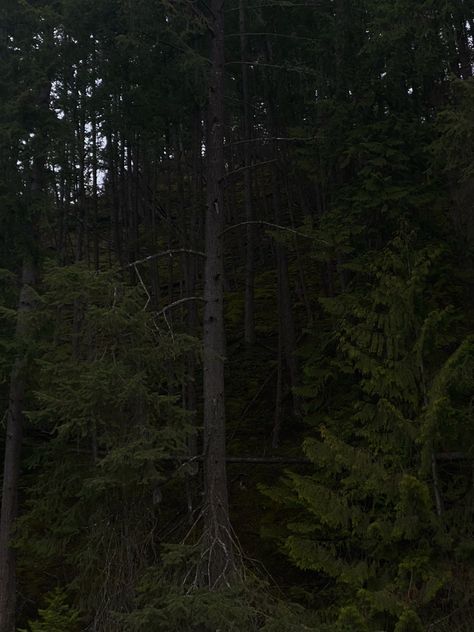 Dark Forrest mossy trees moody photos aesthetic nature Dirt Aesthetic Earth, Dirt Aesthetic, Aesthetic Mindfulness, Spring Grunge, Aesthetic Earth, Dark Vibes, Photos Aesthetic, Fresh Air, Wheel