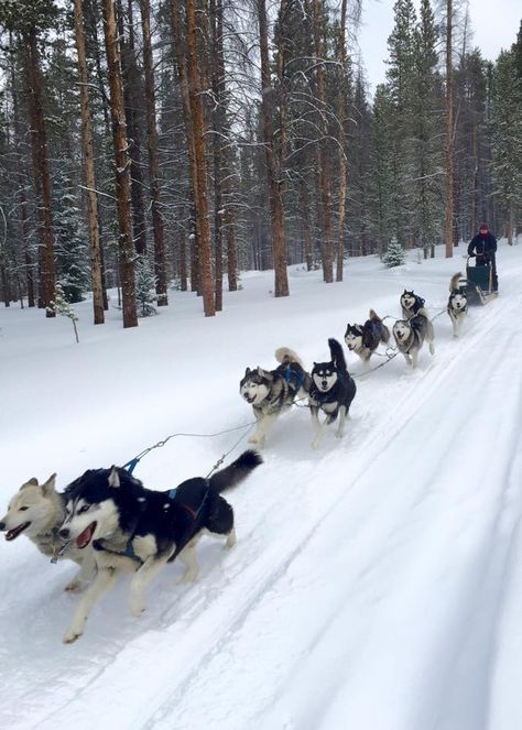 Sled Dogs Aesthetic, Dog Sledding Aesthetic, Husky Sledding, Dog Sled, Snow Dogs, Winter Pictures, Dog Sledding, Winter Wonder, Ski Trip