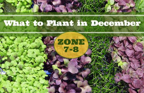 What to Plant in December in USDA Zones 7-8 - Food Gardening Network Welcome To December, Gardening Magazine, Winter Vegetables Gardening, Windowsill Garden, Winter Crops, Gardening Humor, Plant Zones, Zone 7, Food Gardening