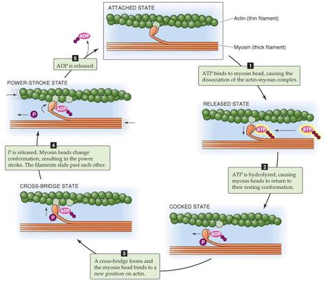 Cross Bridge Cycle, Anaerobic Respiration, Cell Diagram, Cell Organelles, Biology Classroom, Biology Facts, Teaching Biology, Dissociation, Anatomy Study