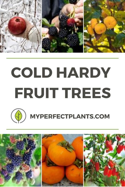 Zone 7 Fruit Trees, Zone 4 Fruit Trees, Covered Fruit Orchard, Star Fruit Tree, Cold Hardy Fruit Trees, Blackberry Bushes, Planting Fruit, Plants Nursery, Seed Planting