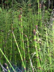 Plant profile on horsetail by Elise Krohn, including identification and harvesting, plus recipes for horsetail tea and a hair rinse. Horsetail Benefits, Medicinal Wild Plants, Medicinal Weeds, Wild Foraging, Wild Food Foraging, Medicinal Herbs Garden, Edible Wild Plants, Medical Herbs, Herbal Apothecary