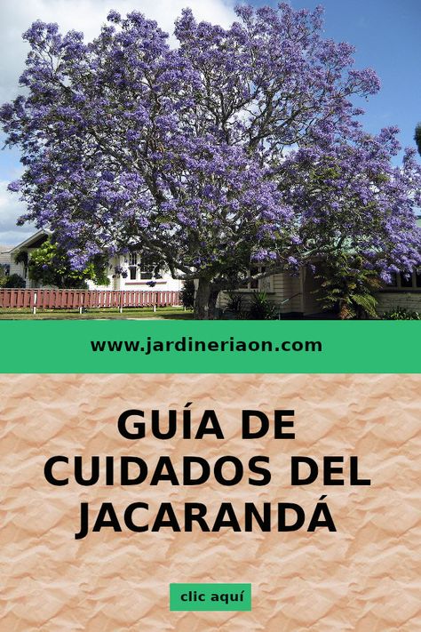 El jacaranda es uno de los árboles más bonitos que existen, y también uno de los más fáciles de cuidar. Conócelo.  #jacaranda #arboles #plantas #jardines #jacarandamimosifolia Garden Trees, Tiny House Design, Planting Flowers, Sustainability, Herbs, Patio, Exterior, Plants, Flowers