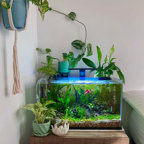 Sunshine ☀️ 3 Gallon Fish Tank Ideas, Aesthetic Beta Fish Tank, Fish Tank Aesthetic Bedroom, Betta Fish Tank 5 Gallon, Fishtank Bedroom Aesthetic, 3 Gallon Fish Tank, Earthy Fish Tank, Aethstetic Fish Tank, Goldfish Aquarium