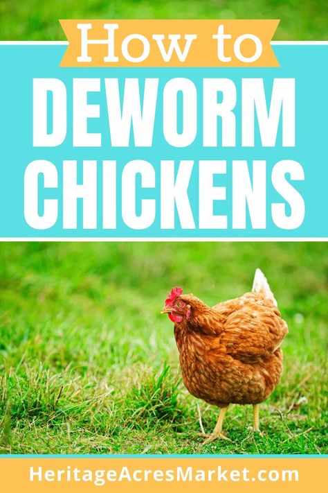 How To Deworm Chickens-  Oh no! You discovered your chickens have worms. Now that you are officially grossed out, what should you do next? Chicken Illness, What Can Chickens Eat, Dust Bath, Chicken Farming, Backyard Chicken Farming, Chicken Ideas, Chicken Health, Chicken Eating, Laying Hens