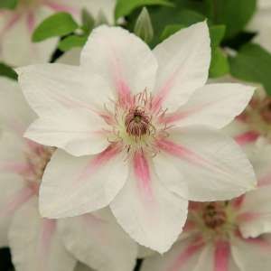 Clematis: 85+ from £12.99 Clematis Colors, Clematis Wilt, Fast Growing Flowers, Creepers Plants, White Clematis, Climber Plants, Garden Compost, Group 3, Group 2