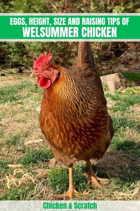 Welsummer Chicken Egg, Wellsummer Chicken Egg, Wellsummer Chickens, Welsummer Eggs, Welsummer Chicken, Barnevelder Chicken, Heritage Breeds Livestock, Chicken Backyard, Australorp Chicken