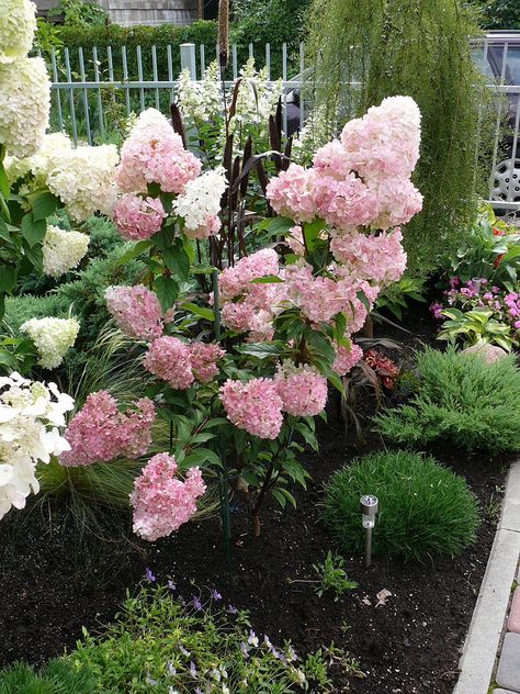 Panicle Hydrangea 'Vanilla Strawberry'. Hydrangea paniculata. 4-5' tall. Blooms in summer. Dwarf variety called 'Strawberry Sundae' to be released soon. Pink Annabelle Hydrangea, Strawberry Sundae Hydrangea, Strawberry Hydrangea, Annabelle Hydrangea, Hydrangea Varieties, Panicle Hydrangea, Hydrangea Bloom, Outside Plants, Front Garden Landscape