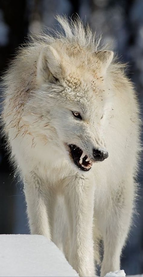 White Werewolf Aesthetic, Giant White Wolf, Albino Wolf, Half Elf Druid, Wolf With Red Eyes, Metal Tattoos, Werewolf Au, Cyberpunk Character Art, Wolf Reference