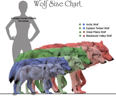 Wolf Stimboard, Types Of Wolves, Largest Wolf, Big Wolf, Wolf Stuff, Wolf Quotes, Wolf Photos, Animal Study, Wolf Pictures