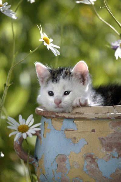 Sweet Kitty animals cat pets kitten daisy kitty cute animals