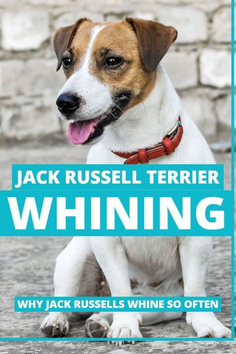 Why Do Jack Russell Terriers Whine? [Top 4 Reasons] Stop Whining, Jack Russell Terriers, Jack Russell Dogs, Jack Russells, Dog Ages, Deal With It, Russell Terrier, Jack Russell Terrier, Top 4