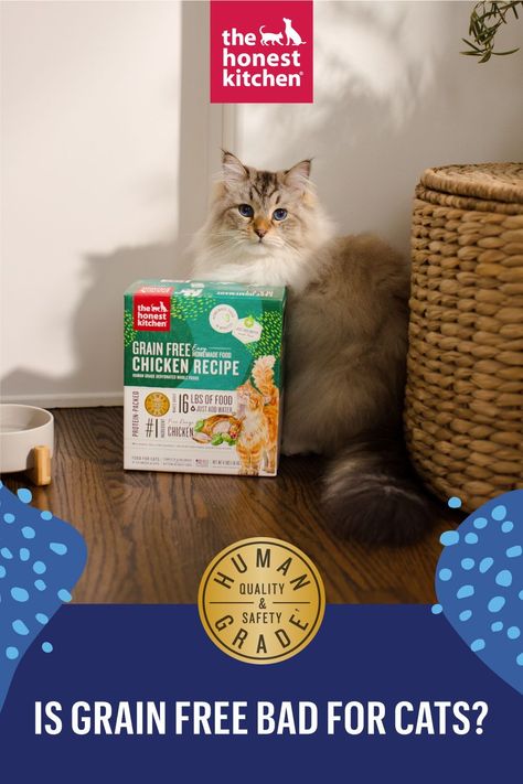 If you’re wondering whether it’s safe to give a cat a grain free diet, the short answer is that it can be a healthy option, and it carries little risk.This guide will take a closer look at the grain free trend and help you determine if grain free is the right choice for your cat's needs. Raw Cat Food, Grain Free Cat Food, Raw Cat Food Recipes, Grain Free Diet, Cat Diet, Food Topper, Freeze Drying Food, Grain Free Recipes, Cat Drinking