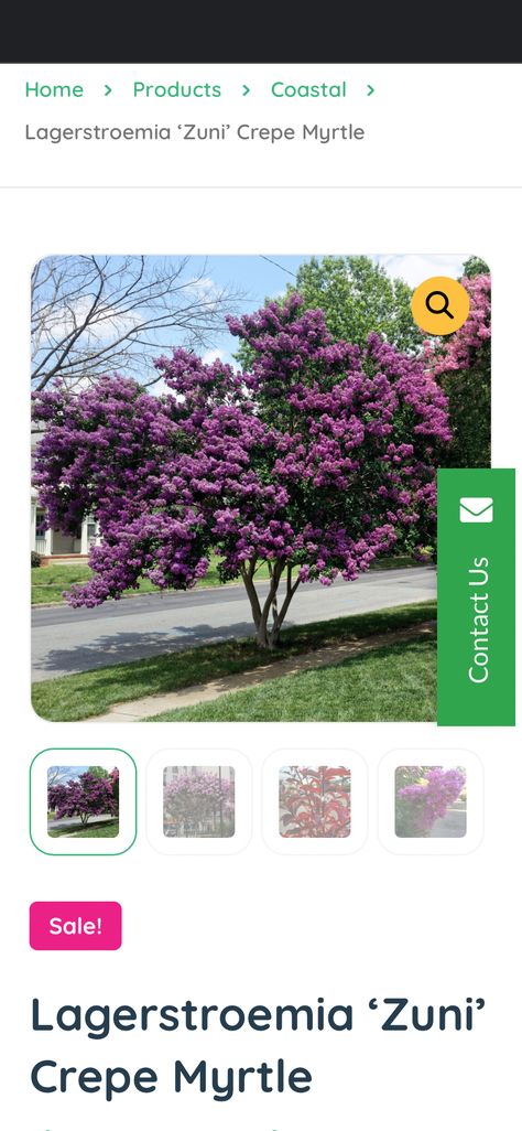 Zuni Crepe Myrtles are tough, small trees that offer attractive bark, masses of purple-pink flowers in summer and good yellow-orange autumn colours. One of the … Crepe Myrtles, Weeping Trees, Screen Plants, Crepe Myrtle, Orange Autumn, Street Trees, Herbs Indoors, Autumn Colours, Gardening Advice