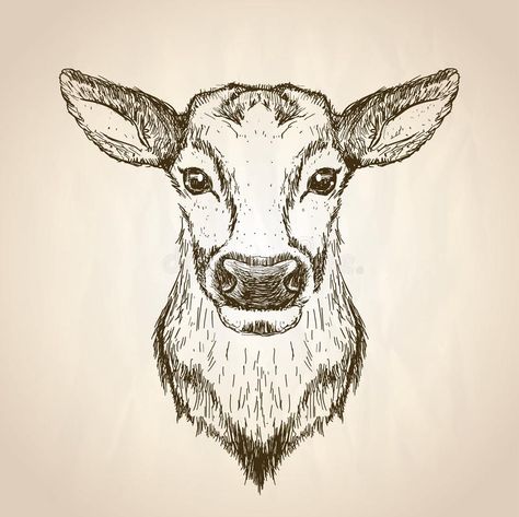 Female deer graphic sketch portrait illustration, front view. Vector hand drawn wildlife poster royalty free illustration Female Deer, Deer Graphic, Deer Head, Vector Hand, Portrait Illustration, Free Illustrations, Vintage Illustration, Mammals, Deer