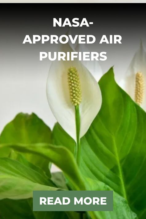 Enhance your indoor space with these cleansing plants to promote better air quality in your home. Breathe in fresher, cleaner air by incorporating these plant allies into your living environment. Improve the air you breathe by introducing these indoor cleaning plants to create a healthier atmosphere indoors. Plant Air Purifier Indoor, Nasa Plants Air Purifier, Air Purifier Vs Humidifier, Best Indoor Plants Air Purifier, Aloe Barbadensis Miller, Health Cleanse, Weeping Fig, Natural Air Purifier, Ficus Benjamina