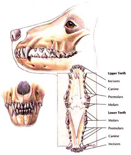 Canine Dentition - Normal Feline Anatomy, Anatomy Images, Vet Medicine, Vet Assistant, Cat Anatomy, 10 Interesting Facts, Animal Medicine, Animal Teeth, Cat Reference