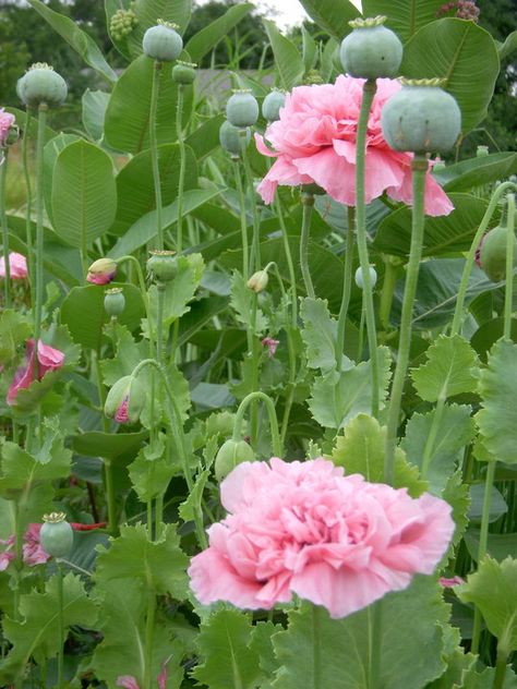 Bread seed Papaver or Peony Poppy Peony Poppy, Country Cottage Garden, Pink Poppies, Pink Garden, Country Garden, Butterfly Garden, Types Of Flowers, Flower Beauty, Pink Peonies