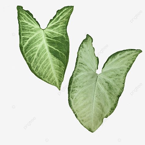 Syngonium Arrowhead, Plant Top View, Spring Flowers Background, Autumn Leaves Background, Arrowhead Plant, Christmas Leaves, Palm Tree Leaves, Arrow Head, Leaves Illustration