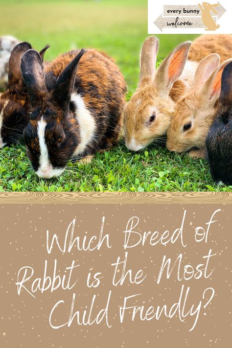 Friendliest Rabbit Breeds, Best Rabbits For Pets, Types Of Bunnies, Breeds Of Rabbits, Bunny Breeds, Best Pets For Kids, Bunny Care Tips, Giant Rabbit, Class Pet