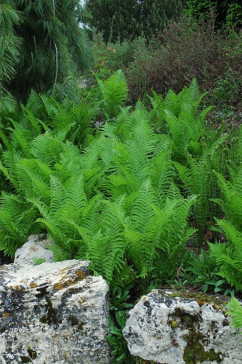 Ferns Garden, Meteor Garden 2018, Magic Garden, Garden Route, Herbaceous Perennials, Woodland Garden, Hardy Plants, Olive Garden, Shade Plants