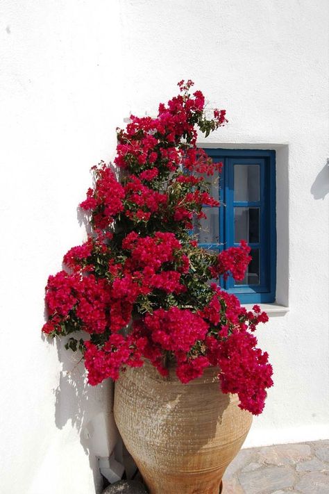 نباتات منزلية, Trendy Plants, Plant Pictures, Bougainvillea, Colorful Garden, Tropical Garden, Santorini, Red Flowers, Container Gardening