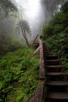 Pacific Rim Trail, Uclulet, BC, infinite stretches of undeveloped coastline, Rainy Forest Wallpaper, Rainy Forest, Pacific Rim National Park, Pacific Northwest Travel, Temperate Rainforest, Forest Wallpaper, Pacific Rim, Food Presentation, Vancouver Island