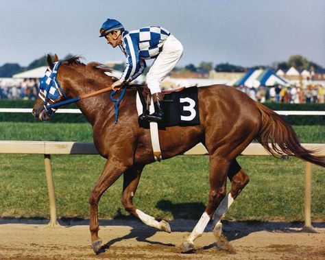 Secretariat Horse, Horses Stuff, Preakness Stakes, Triple Crown Winners, Belmont Stakes, Race Horses, Horse Blankets, Triple Crown, Preakness