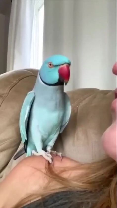 Parrot Singing, Parrots Funny, Parrot Talking, Cute Parrots, Parrot Funny, Dancing Funny, Singing Funny, Talking Parrots, Silly Funny