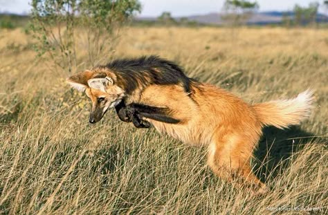 Manned Wolf, Wolf Poses, Maned Wolf, Wolf Images, National Wildlife Federation, Magic Moments, Beautiful Wolves, Cool Animals, Animal Reference