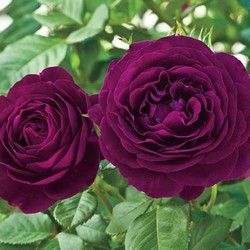 Twilight Zone Rose Rose Nursery, White Flower Farm, Rare Roses, Fragrant Roses, Rose Seeds, Home Garden Plants, Rainbow Roses, David Austin Roses, Love Roses