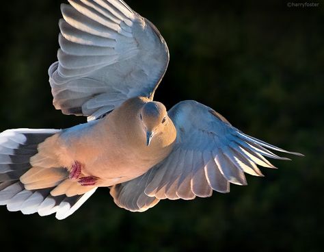 Dove Aesthetic, Morning Doves, Willy Wagtail, Morning Dove, Dove Flying, Dove Pigeon, Dove Tattoo, Growing Pains, Backyard Birds